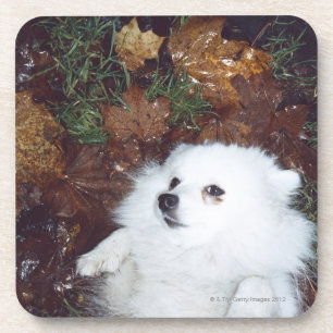 A dog lying on wet autumn leaves. coaster
