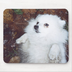 A dog lying on wet autumn leaves. mouse pad
