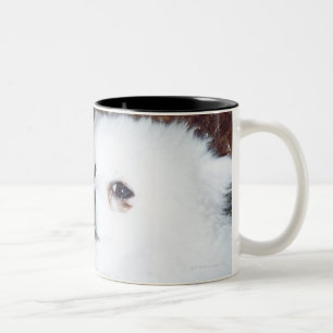 A dog lying on wet autumn leaves. Two-Tone coffee mug