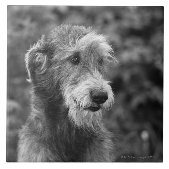 A dog outside. tile (Front)