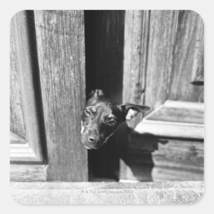 A dog peeking out from a door, close-up. square sticker
