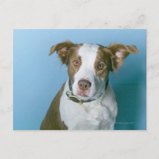 A dog postcard (Front)