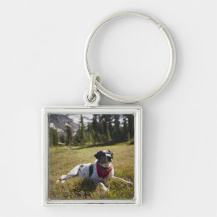 A dog rests after hiking to Jefferson Park in Key Ring