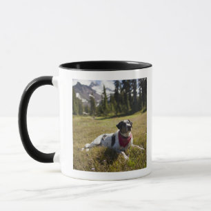 A dog rests after hiking to Jefferson Park in Mug