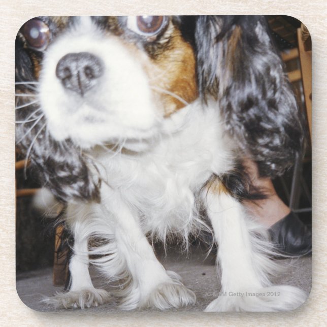 A dog sniffing close-up. coaster (Front)