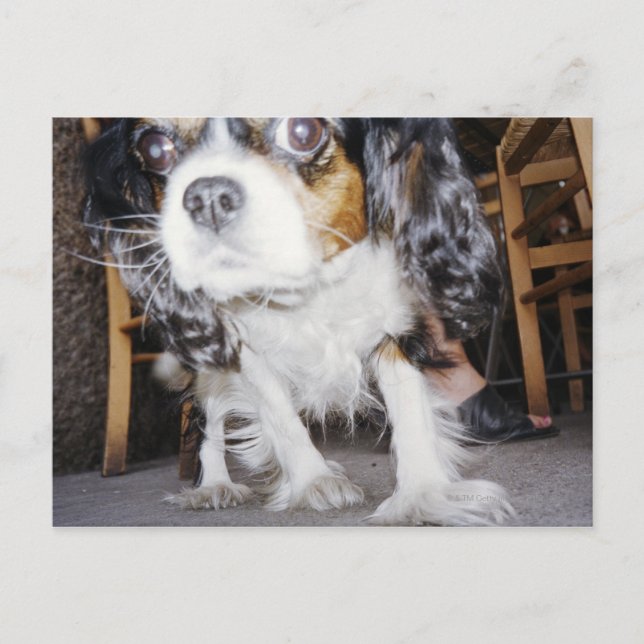 A dog sniffing close-up. postcard (Front)
