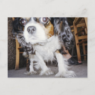 A dog sniffing close-up. postcard
