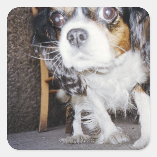 A dog sniffing close-up. square sticker (Front)