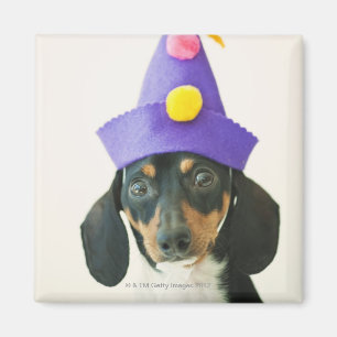 A dog wearing a funny hat magnet