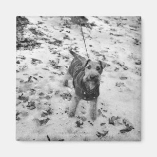 A dog wearing a jacket. magnet