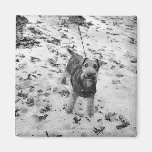 A dog wearing a jacket. magnet (Front)