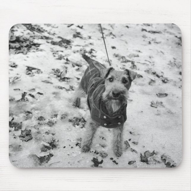 A dog wearing a jacket. mouse pad (Front)