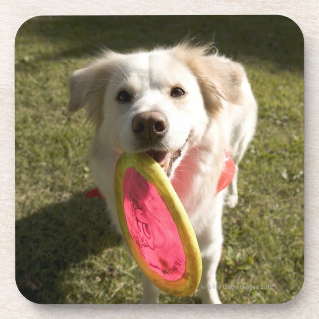 A dog with a frisbee coaster (Front)