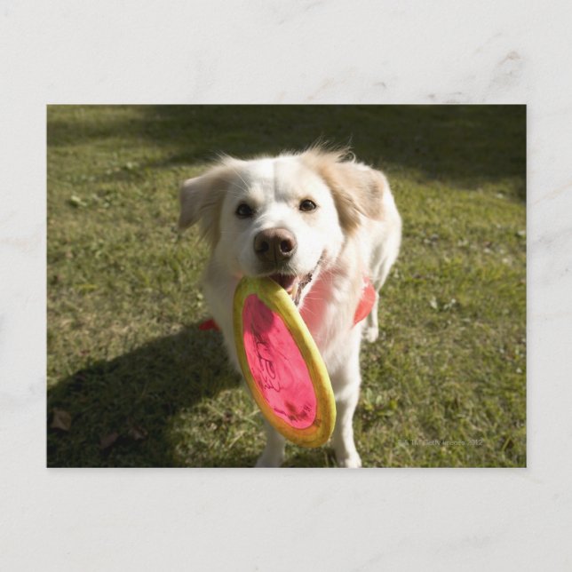 A dog with a frisbee postcard (Front)