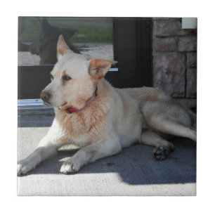 A Dog WIth Story Tile