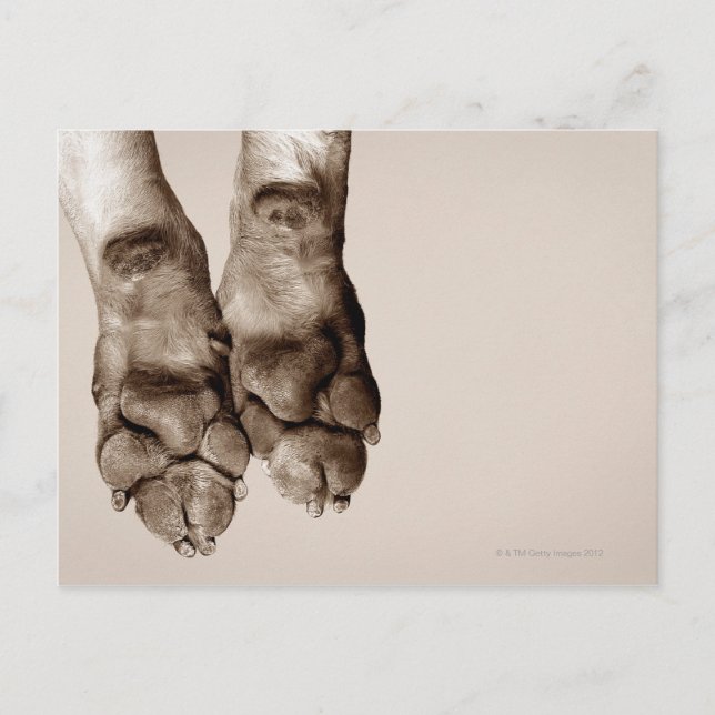 A dogs paws postcard (Front)