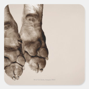 A dogs paws square sticker