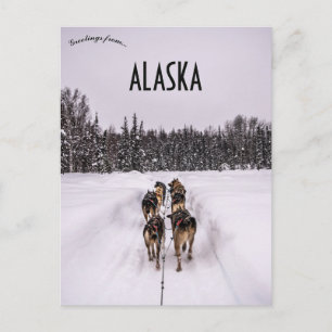A Dogsled Team in Alaska Postcard