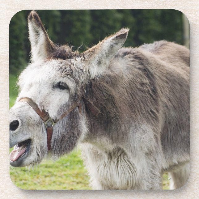 A donkey coaster (Front)