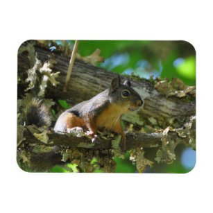 A Douglas Squirrel sitting in a Maple tree Magnet