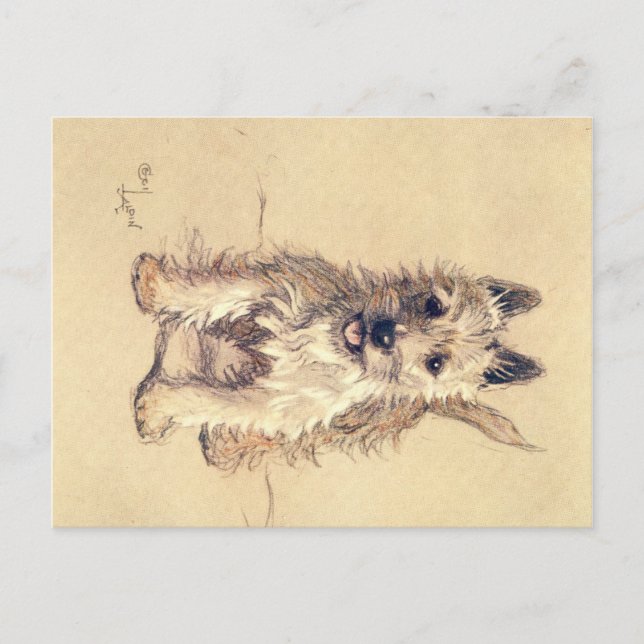 A Dozen Dogs or So Cecil Aldin Postcard (Front)