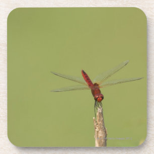 A Dragonfly rests momentarily on a dried weed Coaster