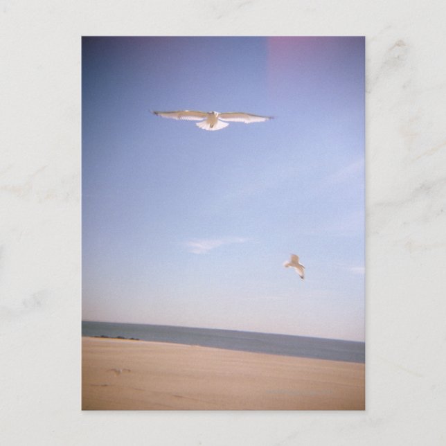 a dreamy image of seagulls flying at the beach postcard (Front)