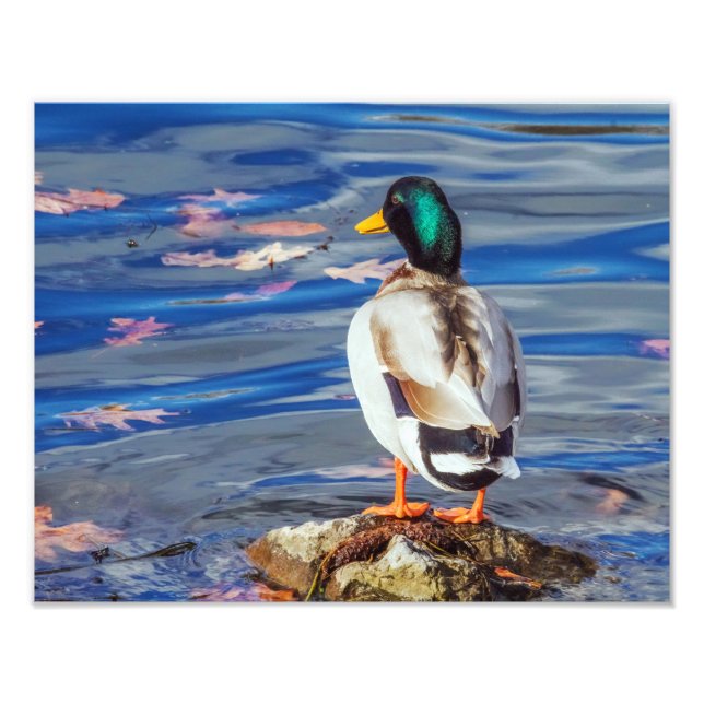 A Duck Contemplates a Swim. Photo Print (Front)