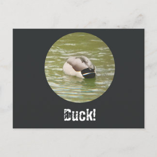 A Ducking Duck Postcard