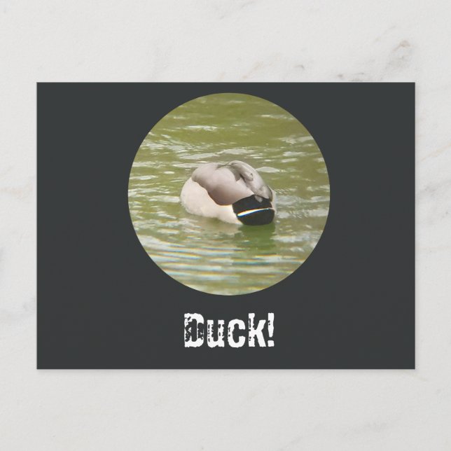 A Ducking Duck Postcard (Front)