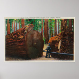 A Fallen Giant, Humboldt State Park Poster
