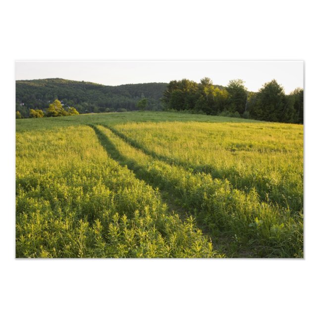 A farm road in Sabins Pasture in Montpelier, Photo Print (Front)