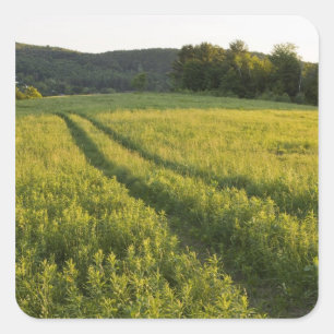 A farm road in Sabins Pasture in Montpelier, Square Sticker