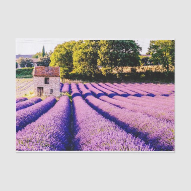 A Farm Stonehouse in a Lavendar Field Tissue Paper (Front)