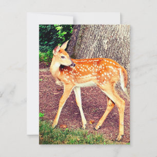 A fawn postcard