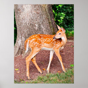 A fawn poster