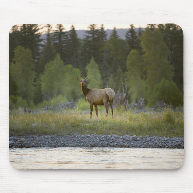 A female elk stands looking at the camera with a mouse pad (Front)