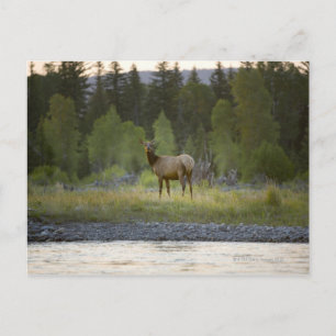 A female elk stands looking at the camera with a postcard