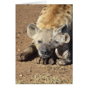 A female Spotted Hyena and her cub, Kruger