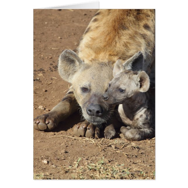 A female Spotted Hyena and her cub, Kruger (Front)