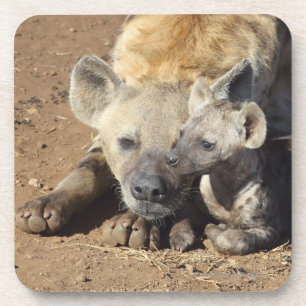 A female Spotted Hyena and her cub, Kruger Coaster