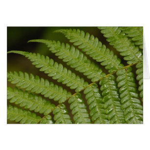A fern detail, from Mindo Cloud Forest,