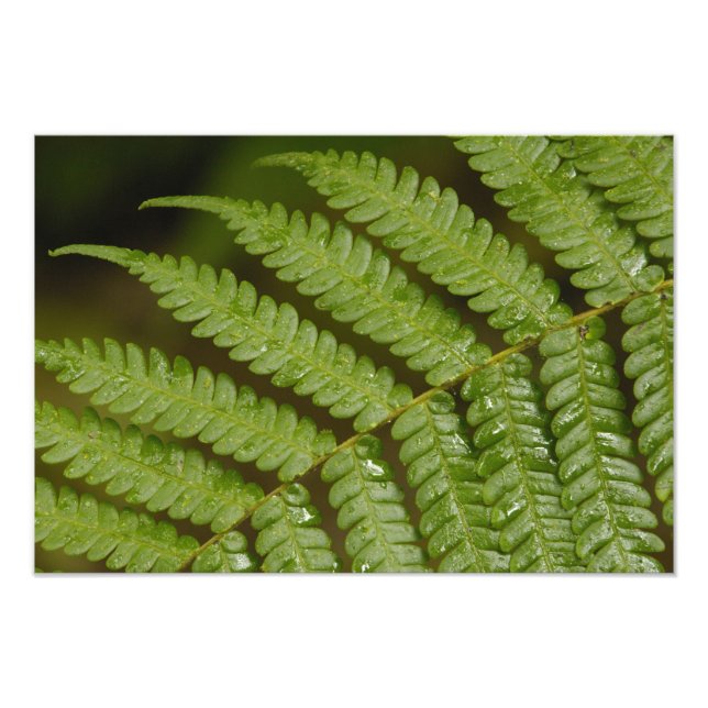 A fern detail, from Mindo Cloud Forest, Photo Print (Front)