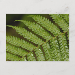 A fern detail, from Mindo Cloud Forest, Postcard