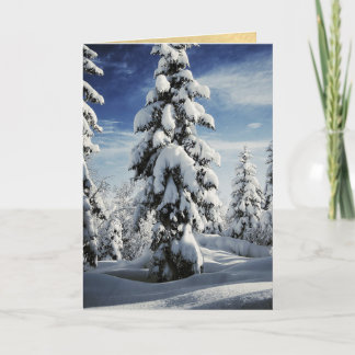 A field of Christmas trees. Holiday Card