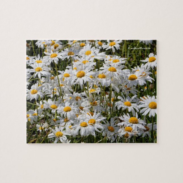 A Field of Oxeye Daisies Jigsaw Puzzle (Horizontal)