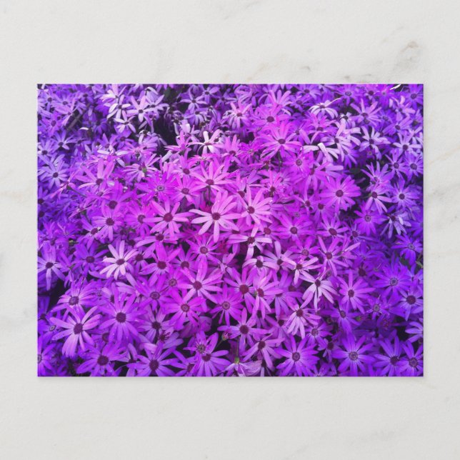 A field of Purple and Pink Daisies Postcard (Front)