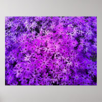 A field of Purple and Pink Daisies
