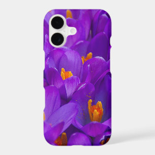 A Field of Purple Crocuses