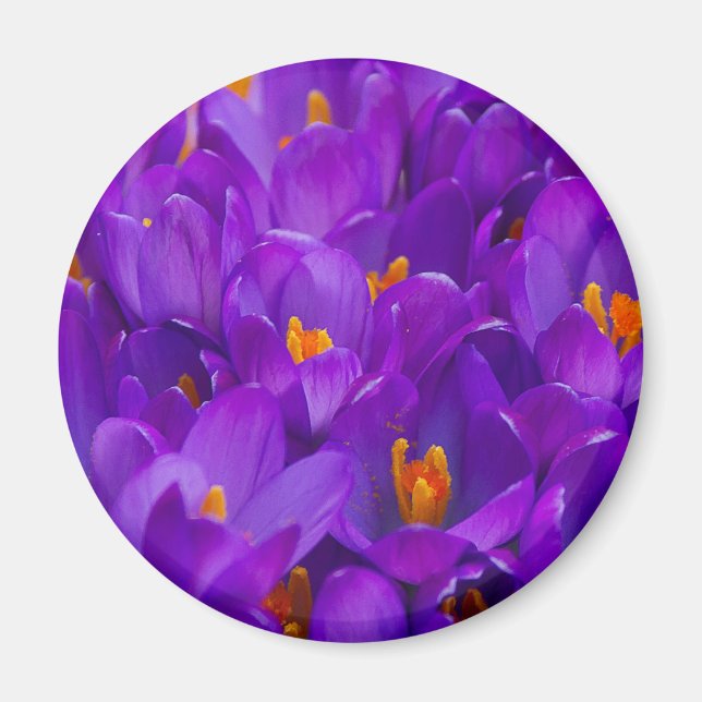 A Field of Purple Crocuses Magnet (Front)